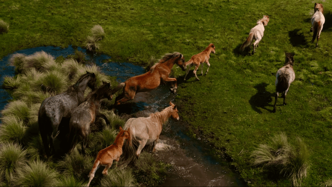 australian horses